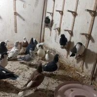 کفتر  هوایی ‌هم جوجه کش