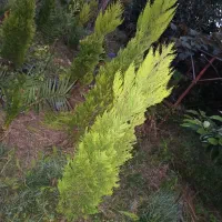 فروش لافسون|گل و گیاه طبیعی|نشتارود, |دیوار