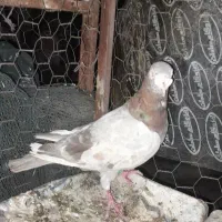 سرور شکلاتی