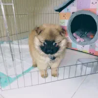 سگ پامر خیلی خیلی بازیگوش...