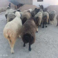 میش آبستن داشتی|حیوانات مزرعه|شیراز, احمدآباد|دیوار