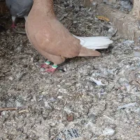 دم سفید|پرنده|اهواز, منبع اب|دیوار