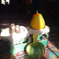 طلای نارنجی پاییز رسید|خوردنی و آشامیدنی|تهران, کوهسار|دیوار