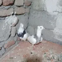 یک جفت کلفه|پرنده|اردبیل, |دیوار