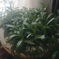تعدادی گل وگلدان