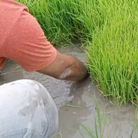 برنج دم سیاه (کلات نادر)|خوردنی و آشامیدنی|مشهد, گلبرگ شمالی|دیوار