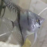 چهار عدد انجل تایگر|ماهی|اصفهان, مسجد مصلی|دیوار