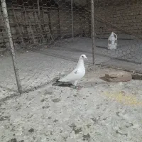 یه سرور دم سفید آس ماده و دو عدد آلمانی|پرنده|گنبد کاووس, |دیوار