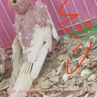 دو عدد جوجه عروس هلندی.