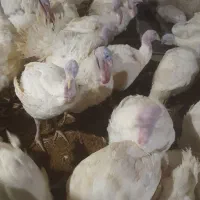 بوقلمون گوشتی