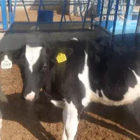 گوساله هلشتاین