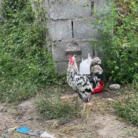 خروس گلین بالغ