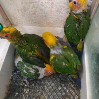 طوطی خورشیدی|پرنده|اصفهان, ملاصدرا|دیوار