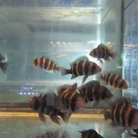 بچه سیچلاید گورخری