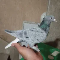 نرو ماده|پرنده|شیراز, محراب|دیوار