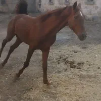 اسب کرد سالم دم گیر|اسب و تجهیزات اسب‌سواری|رینه, |دیوار