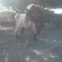 چش دوبور  بهده|حیوانات مزرعه|گتوند, |دیوار