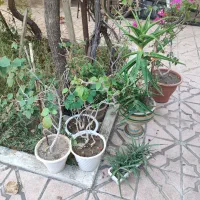 گلو گیاه|گل و گیاه طبیعی|آذرشهر, |دیوار