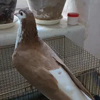 کبوتر سرور وشیخی