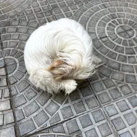 سگ خانگی|سگ|میاندوآب, |دیوار