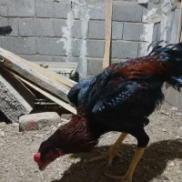 فروشی|حیوانات مزرعه|عجب شیر, |دیوار