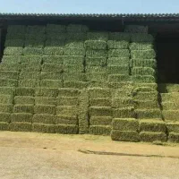 یونجه درجه ۱