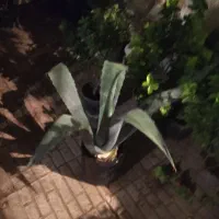 انواع کاج و شمشاد گلهای اپارتمانی|گل و گیاه طبیعی|کرج, فاز ۳ مهرشهر|دیوار