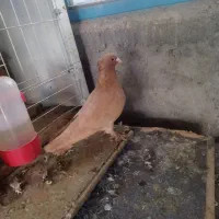 زرد کلایی|پرنده|عنبرآباد, |دیوار