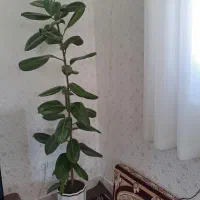 گل گوش فیلی زیباو سالم، ۱۰۰۰، با دو متر قد