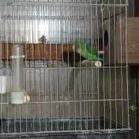 طوطی برزیلی|پرنده|قیدار, |دیوار