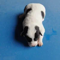 توله سگ پاکوتاه نژاد  اشپیتز