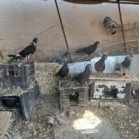 کبوتر