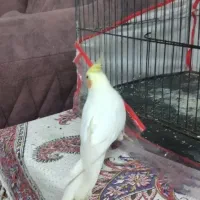 عروس هلندی|پرنده|نیشابور, کوی یغما|دیوار