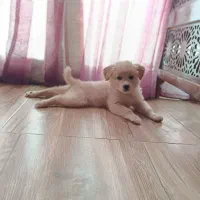 سگ پاپی بازی گوش|سگ|اصفهان, جلالیه|دیوار