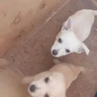 واگذاری توله تریر