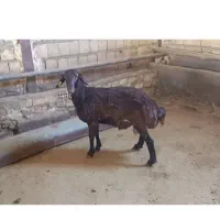 بره قوچ همو