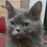 گربه گم شده