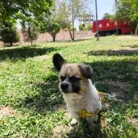 واگذاری یک سگ پاکوتاه