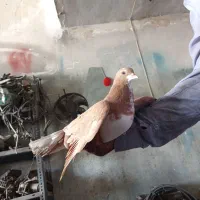 خوشرنگ زرد