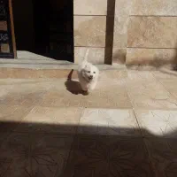 سگ پامر شیتزو