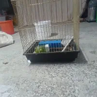 قفس پرنده برای طوطی و عروس|لوازم جانبی حیوانات|تیران, |دیوار