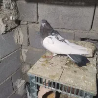 کبوتر کله|پرنده|کبودرآهنگ, |دیوار