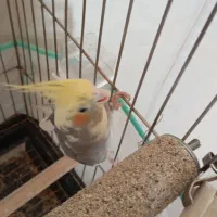 پرنده عروس هلندی