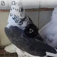 طوقی پرشی هفتساعت به بالا