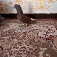 نر سخریج گردن کلوفت|پرنده|اهواز, دغاغله|دیوار