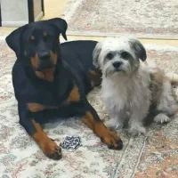 پانزده میلیون تومان مژگانی واسه یابنده سگ افغان