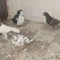 کفتر|پرنده|شیراز, اصلاح‌نژاد|دیوار