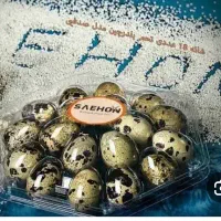 بلدرچین ۱۸ عددی  سیحون