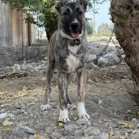 واگذاری توله خراسانی ۷ ماهه