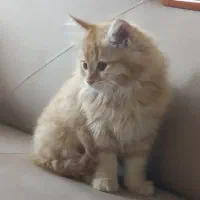 بچه گربه بریتیش لانگ هیر